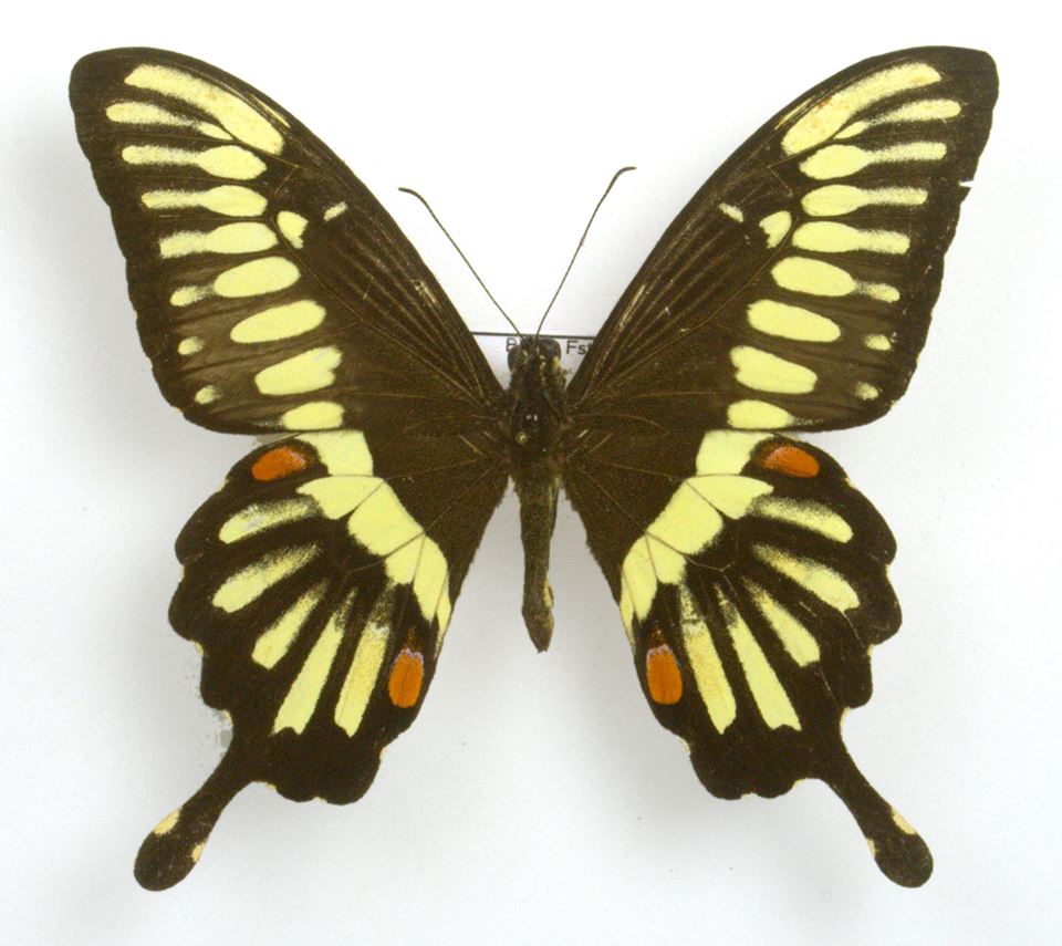 Papilio lormieri (abb) Internet Image property of respective owner, non-commercial use only